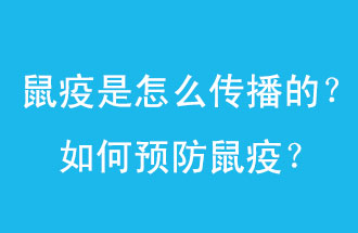 鼠疫是怎么傳播的？如何預防鼠疫？
